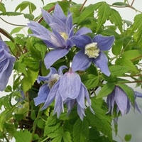 Clematis alpina Plant - Frances Rivis