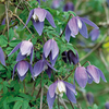 Clematis alpina Plant