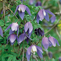 Clematis alpina Plant