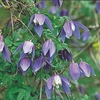 Clematis alpina Plant