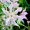 Clematis Amazing