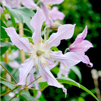 Clematis Amazing