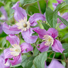 Clematis Amazing