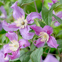 Clematis Amazing