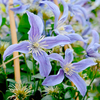 Clematis Amazing