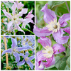 Clematis Amazing