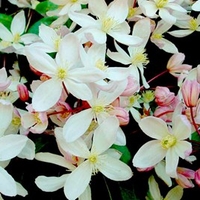 Clematis armandii - Appleblossom