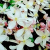 Clematis armandii - Appleblossom
