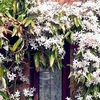Clematis armandii Plant – Snowdrift 2 Litre Pot x 1