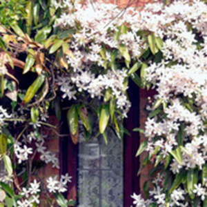Clematis armandii Plant