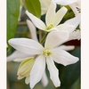 Clematis armandii Plant