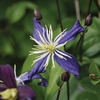 Clematis Aromatica