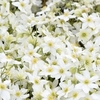 Clematis Avalanche