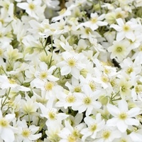 Clematis Avalanche