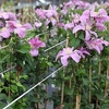 Clematis 
