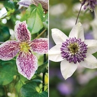 Clematis Duo