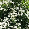 Clematis Flammula