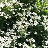 Clematis Flammula