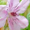 Clematis Hagley Hybrid