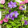 Clematis Jackmanii