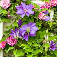Clematis Jackmanii