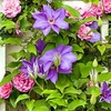 Clematis 