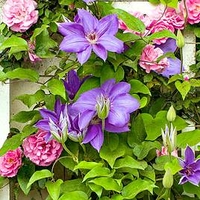 Clematis 