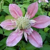 Clematis Josephine
