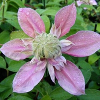 Clematis Josephine
