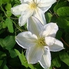Clematis 
