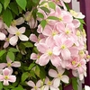 Clematis montana Plant - Rubens