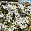 Clematis montana Plant – Grandiflora 2-3 Litre Pot x 1