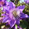 Clematis Multi Blue