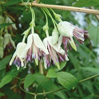 Clematis napaulensis Plants
