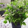 Clematis New Love