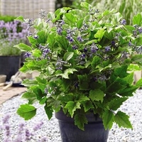 Clematis New Love