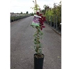 Clematis Niobe