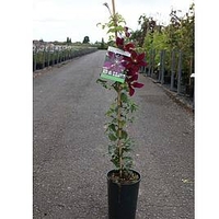 Clematis Niobe