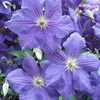 Clematis Perle d’Azur