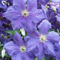 Clematis Perle d’Azur
