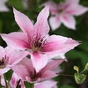 Clematis 
