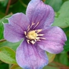 Clematis Plant - Arabella