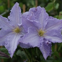 Clematis Plant - Blekitny Aniol