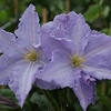 Clematis Plant - Blekitny Aniol
