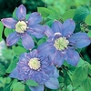 Clematis Plant - Blue Light