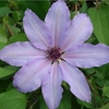 Clematis Plant - Blue Ravine
