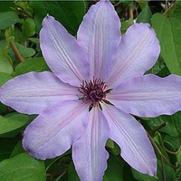 Clematis Plant - Blue Ravine