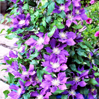 Clematis Plant - Boulevard Chevalier