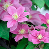 Clematis Plant - Boulevard Alaina