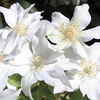 Clematis Plant - Boulevard Aneta